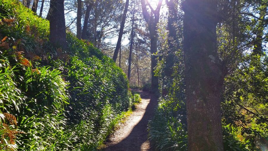 Madeira: Paradise Valley Levada Walk - Nature sounds, flora spotting, and small moments that add up