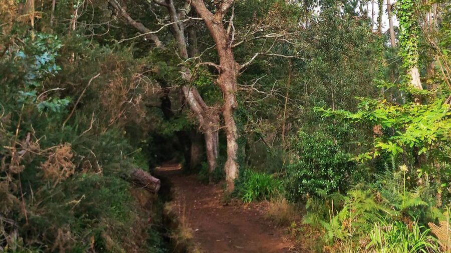 Madeira: Paradise Valley Levada Walk - Café stop potential: coffee, pastel, and local fruit