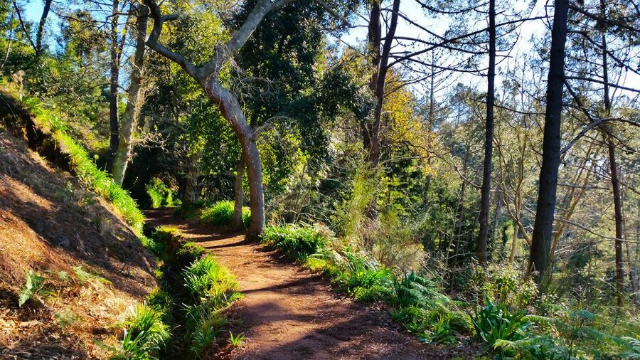 Madeira: Paradise Valley Levada Walk - Price and value: what $38 buys you for 4 hours