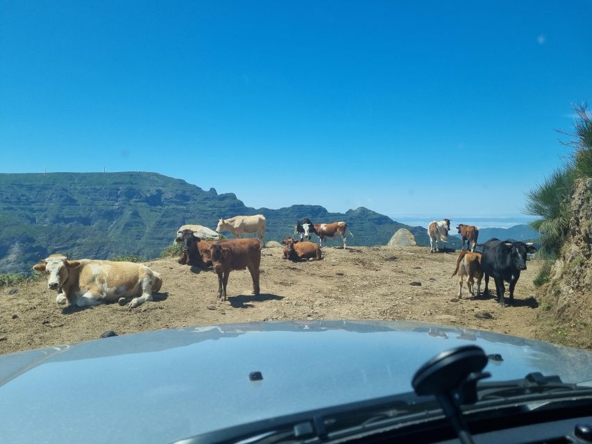 Madeira: Picturesque Peaks and Skywalk private 4x4 Jeep tour - Stop 1: Câmara de Lobos fishing village and the real rhythm of the coast