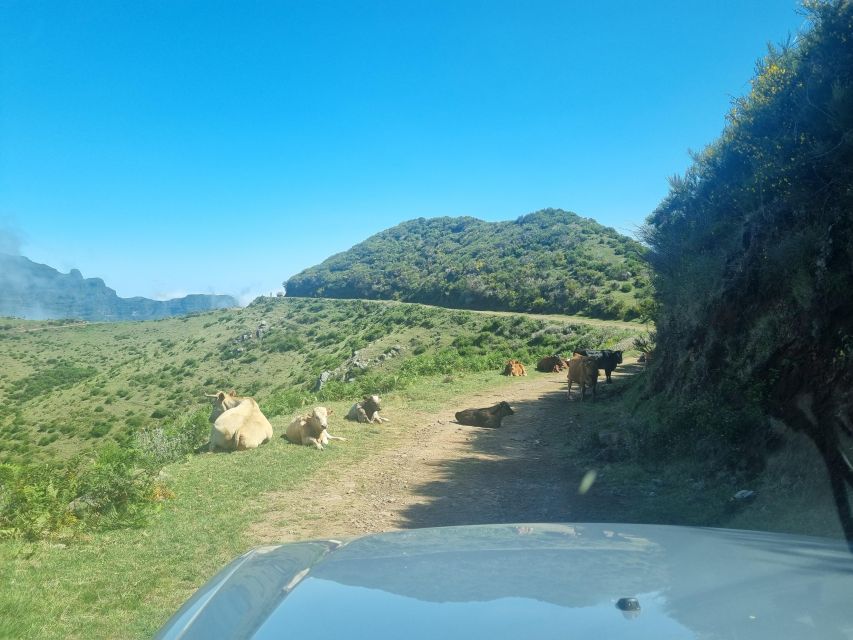 Madeira: Picturesque Peaks and Skywalk private 4x4 Jeep tour - Private pickup in the Funchal area, then a 4x4 ride that changes the view