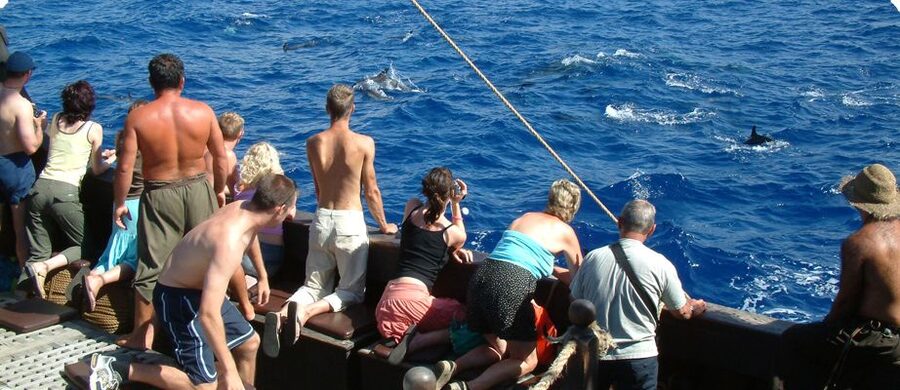Madeira Pirate Ship: 3-Hour Boat Trip - Sailing Madeira’s south coast: the dolphin and whale hunt in real time