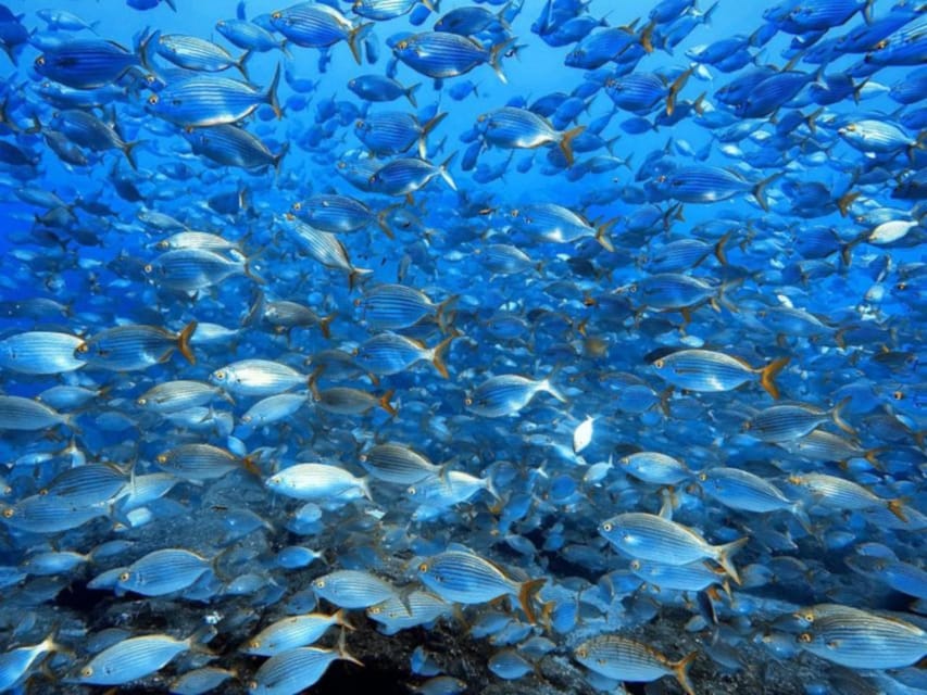 Madeira, Ponta São Lourenço: Scuba Diving for Beginners - Underwater comfort depends on the instructor, and that’s a big deal here