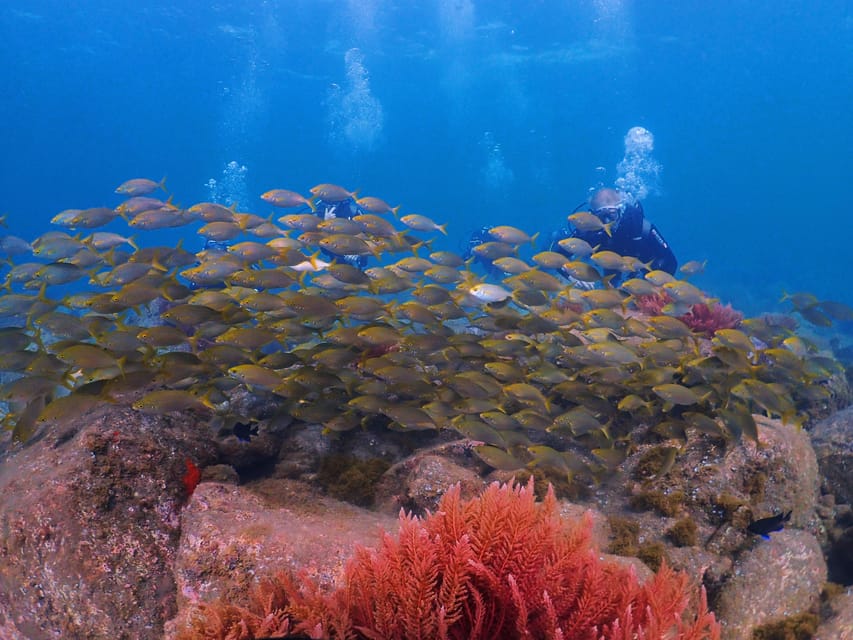 Madeira, Ponta São Lourenço: Scuba Diving for Beginners - Depth control, timing, and why 45 minutes feels right