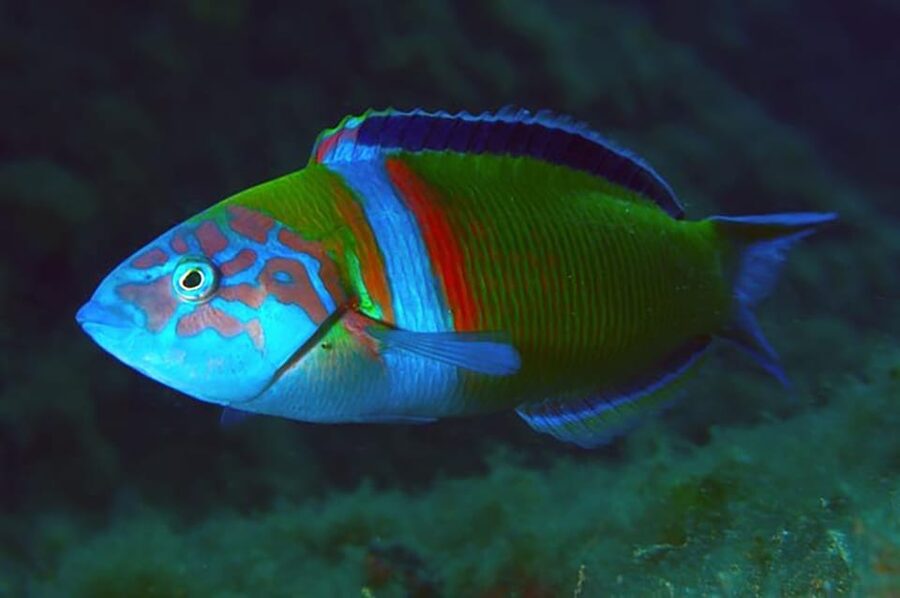 Madeira, Ponta São Lourenço: Scuba Diving for Beginners - Flying after the experience: plan your next day