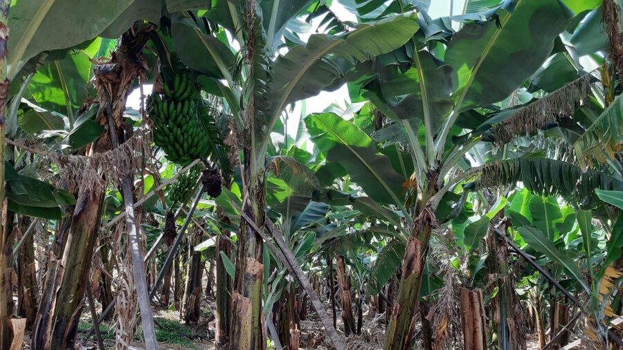 Madeira: Private Banana Farm Tour with Pickup - Key things I’d circle before you book