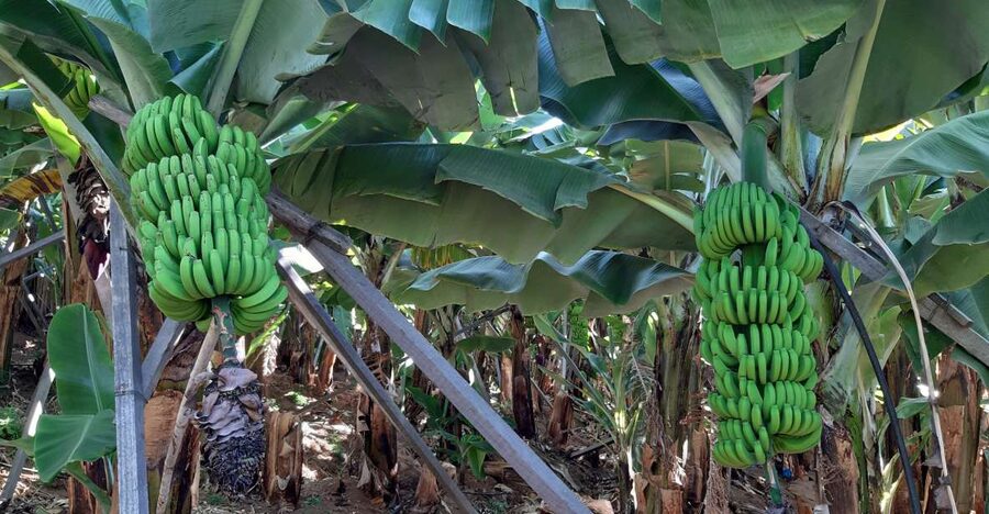 Madeira: Private Banana Farm Tour with Pickup - Why this private banana farm tour makes sense in Madeira