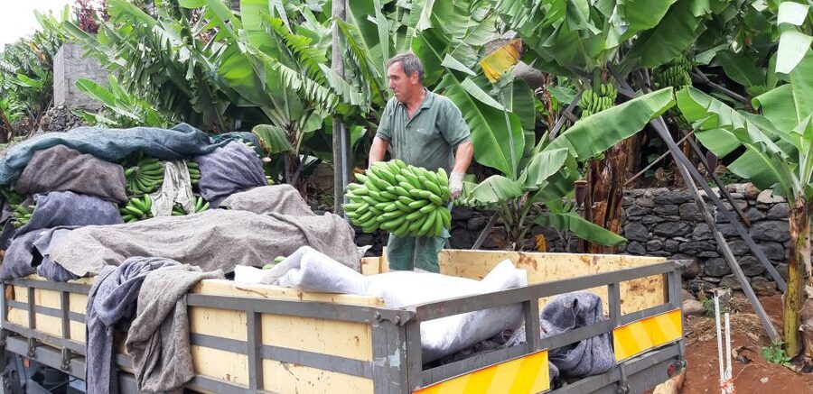 Madeira: Private Banana Farm Tour with Pickup - What makes Madeira bananas special (and why the tour explains it)