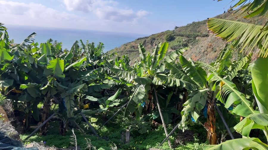 Madeira: Private Banana Farm Tour with Pickup - How 2.5 hours feels on the ground, and where the time goes