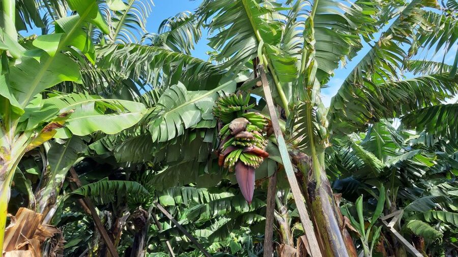 Madeira: Private Banana Farm Tour with Pickup - Who should book this tour (and who should skip it)