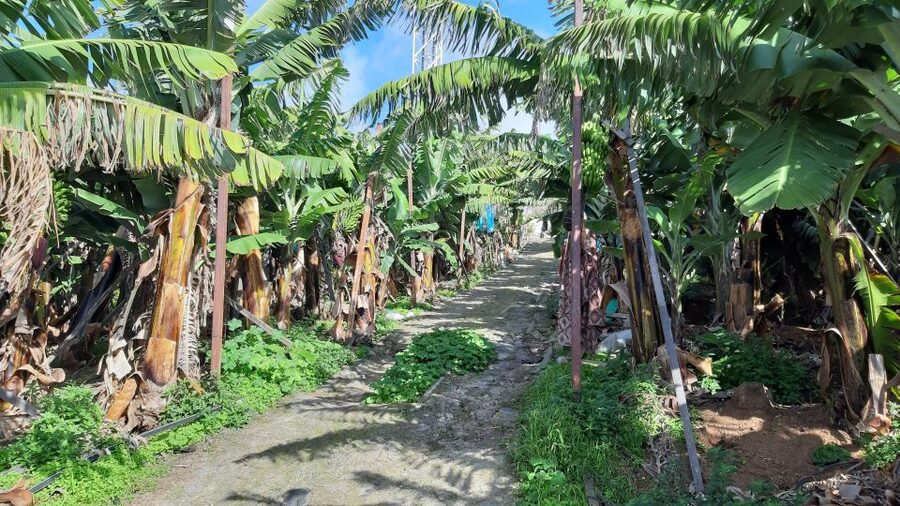 Madeira: Private Banana Farm Tour with Pickup - Price and value: is $212 for up to 4 worth it?