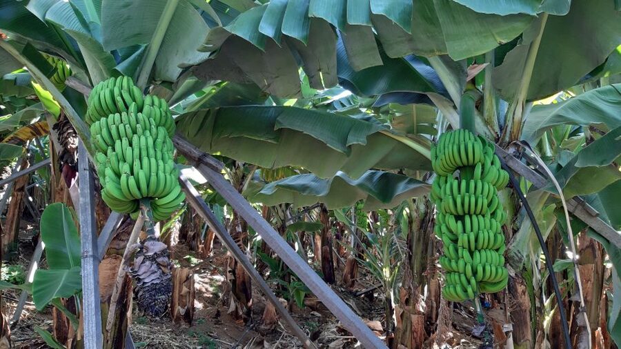 Madeira: Private Banana Farm Tour with Pickup - Getting picked up around Funchal and meeting at the right place