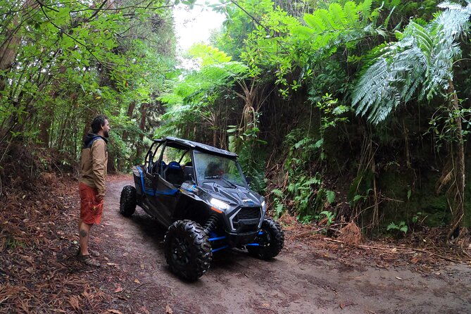 Madeira Private Buggy Adventure: Forest and Mountains - Laurissilva Forest: the forest stop that turns your ears on