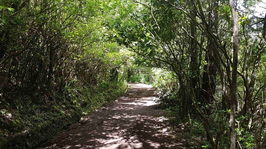 Madeira: Private Guided Levada Caldeirão Verde Walk PR9 - Private guide time: what you gain with Marco, Richard, and Anders