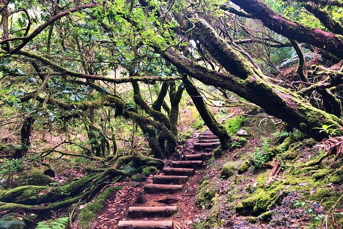 Madeira: Private Guided Walk Vereda Fanal PR13 - A Private PR13 Hike From Funchal to Paul da Serra and Fanal