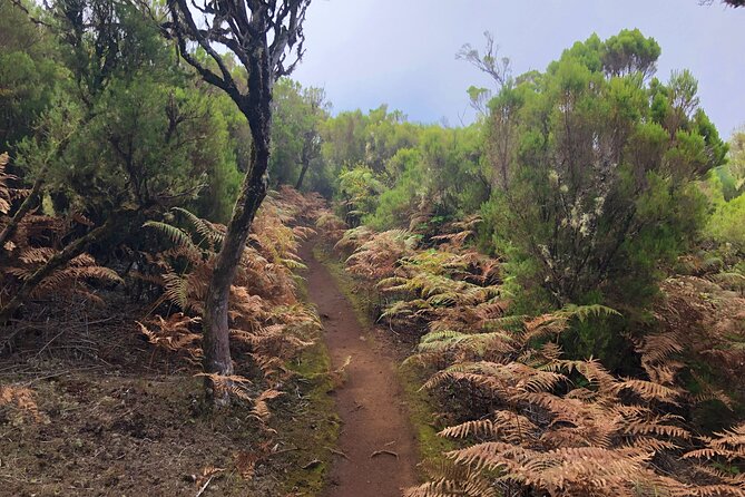 Madeira: Private Guided Walk Vereda Fanal PR13 - The walking experience: levada-side steps, cedar, and changing terrain