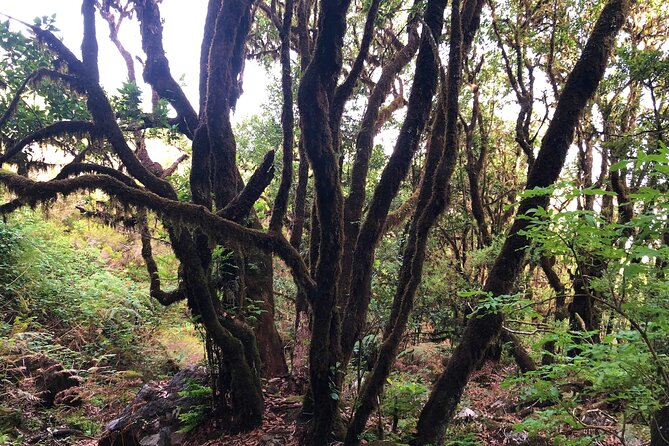 Madeira: Private Guided Walk Vereda Fanal PR13 - Ribeira da Janela valley viewpoints and Atlantic coastline perspective