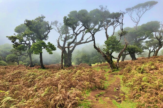 Madeira: Private Guided Walk Vereda Fanal PR13 - How long you’ll be out there, and how to pace yourself