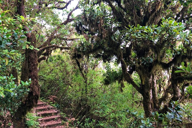 Madeira: Private Guided Walk Vereda Fanal PR13 - What’s included, what’s not, and what you should plan to bring
