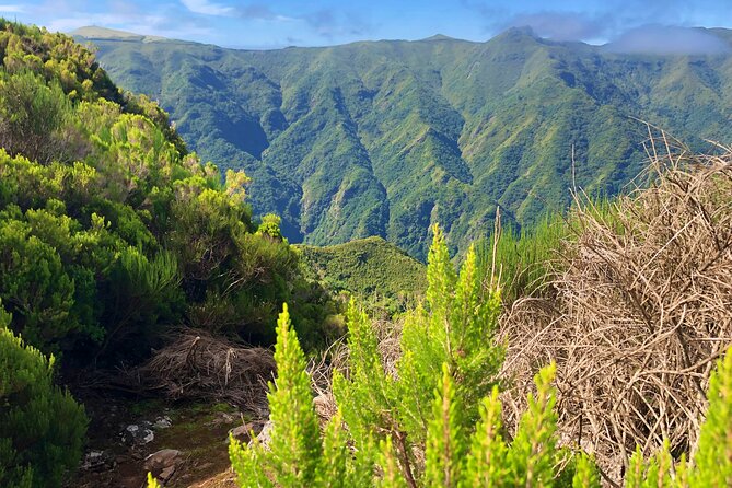 Madeira: Private Guided Walk Vereda Fanal PR13 - Price and value: what $104.11 buys you