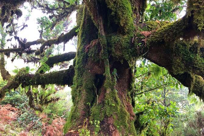 Madeira: Private Guided Walk Vereda Fanal PR13 - Who this Madeira hike suits best