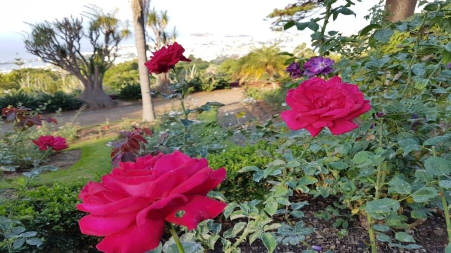 Madeira: Private Half-Day Guided Gardens Tour - Should you book this Madeira Private Half-Day Guided Gardens Tour?