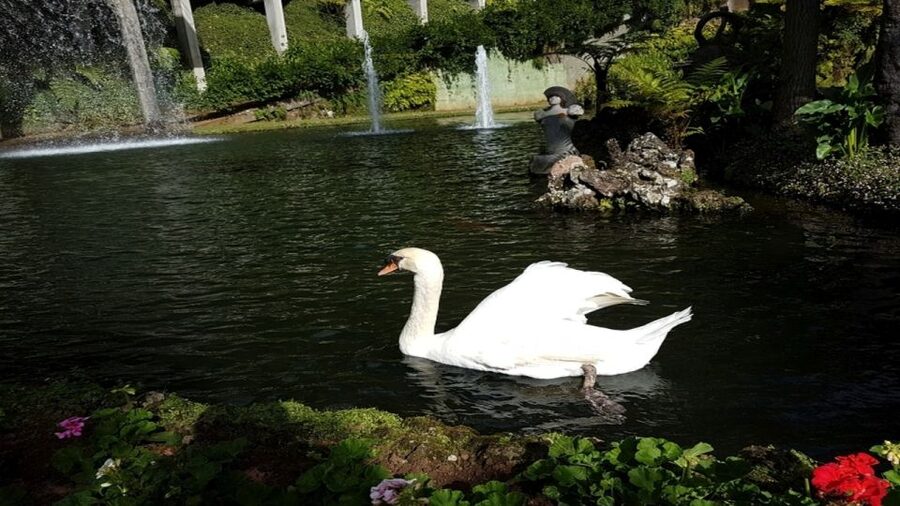 Madeira: Private Half-Day Guided Gardens Tour - Monte Palace Tropical Garden, 70,000 square meters of plants and birds