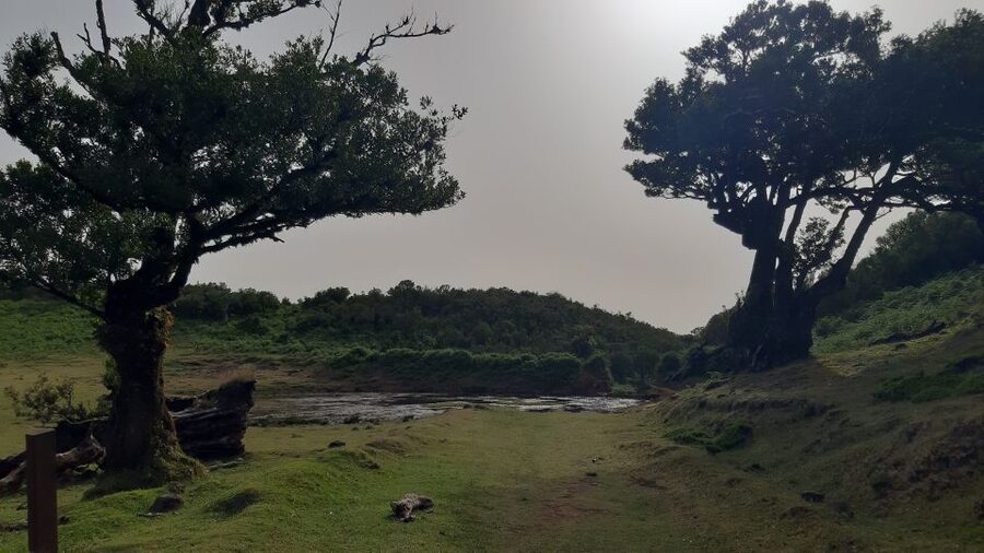 Madeira: Private Tour of Fanal Forest - Key things to know before you go