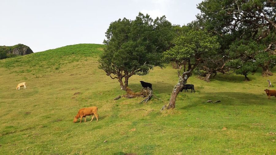 Madeira: Private Tour of Fanal Forest - Who should book this Fanal Forest tour?
