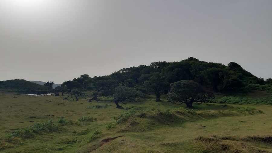 Madeira: Private Tour of Fanal Forest - A private 4-hour Fanal Forest walk, with the right guide and the right pace