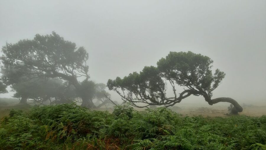 Madeira: Private Tour of Fanal Forest - Laurisilva UNESCO forest: what you’re actually walking through