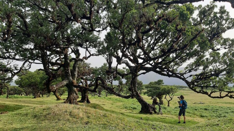 Madeira: Private Tour of Fanal Forest - The Tis Trees moment (Ocotea foetens) and the ancient-forest feeling