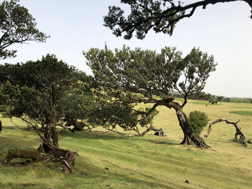 Madeira: Private Tour of Fanal Forest - Rain, fog, and the crater lake possibility near the park
