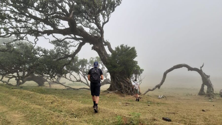 Madeira: Private Tour of Fanal Forest - What makes this private tour feel worth it