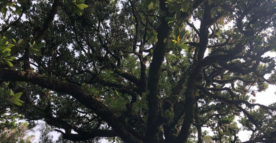 Madeira: Private Tour of Fanal Forest - What to bring, and the small rules that protect the forest