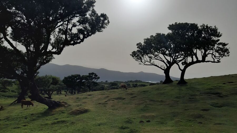 Madeira: Private Tour of Fanal Forest - Price and logistics: is $188 for two a good deal?