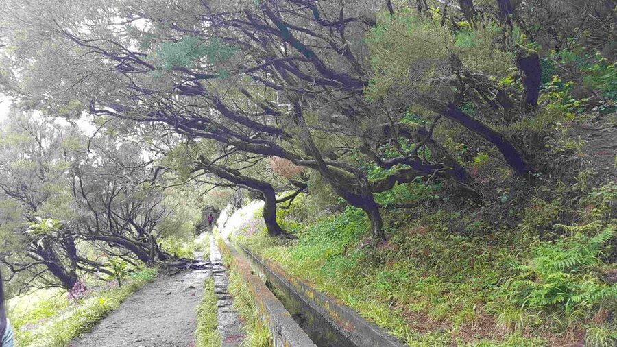 Madeira: Private Walking Tour of Levada das 25 Fontes PR6 - Laurisilva of Madeira: What Your Guide Helps You See