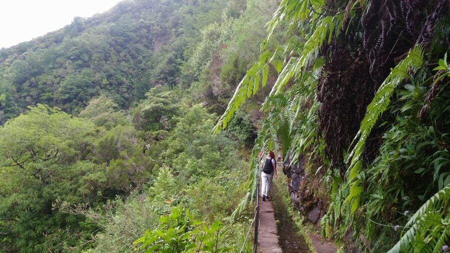 Madeira: Queimadas, Caldeirão Verde and Levada Walk - Getting there: pickups from Funchal, Câmara de Lobos, Caniço, plus the Lido meeting point