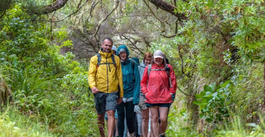 Madeira: Rabaçal 25 Fountains Levada Walk & Cabo Girão - Down to the south coast: off-road eucalyptus energy