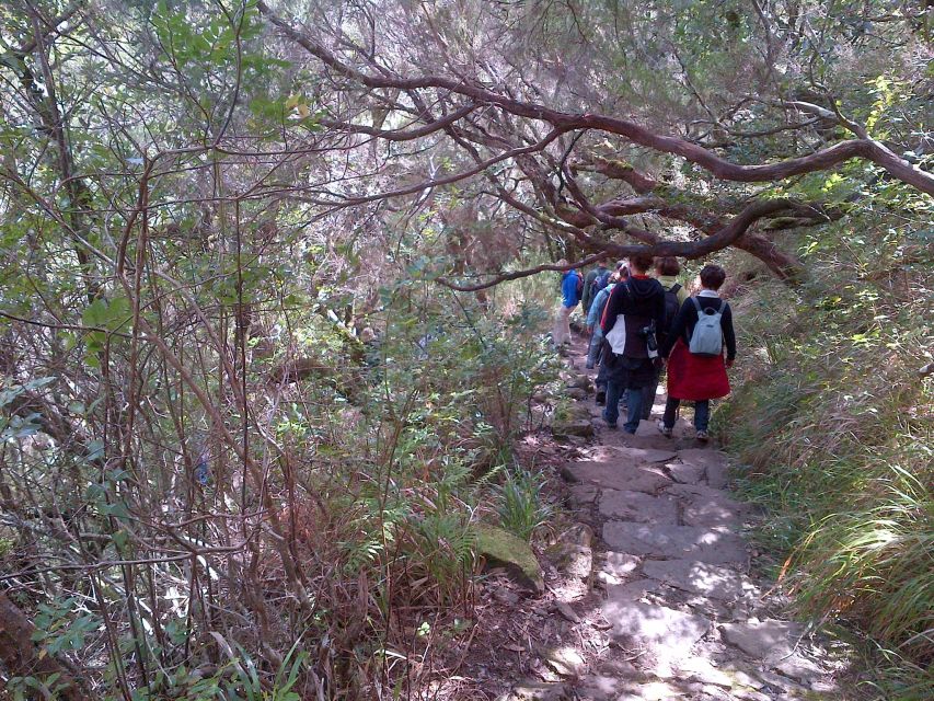 Madeira: Rabaçal Valleys 3-Hour Guided Walk - Moorland at Height: The Plant Changes That Make the Walk Worth It