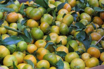 Santo de Serra Local Farmers’ Market half day trip