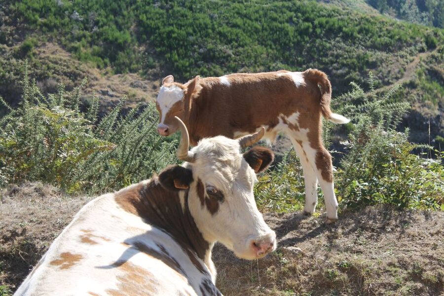 Madeira : Southwest coast, Run & Anjo´s Waterfall 4x4 Tour - Village Time That Actually Lets You Look: Ponta do Sol, Fajã da Ovelha, and Ponta do Pargo