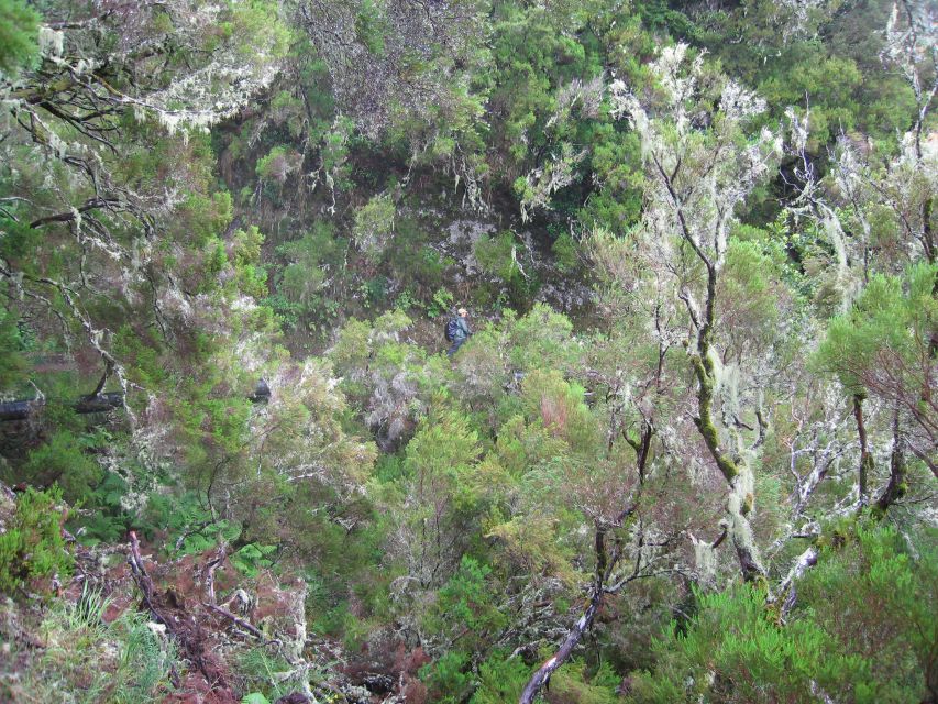 Madeira Walks - Rabaçal and the 25 Fountains - The 4-hour hike: springs, crystal-clear pools, and what you actually see