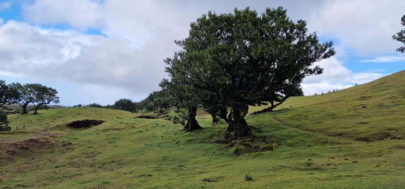Madeira West Island Full-Day Tour with Fanal Forest - Fanal Forest: Old Laurel Trees and a Short Walk That Feels Otherworldly