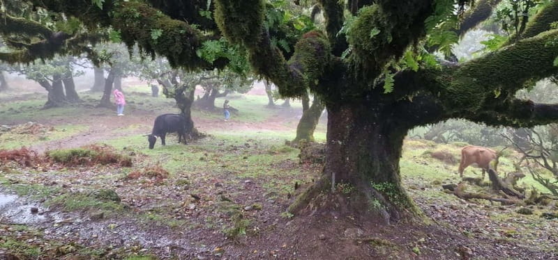Madeira West Island Full-Day Tour with Fanal Forest - Value, Comfort, and the Extras You Might Pay