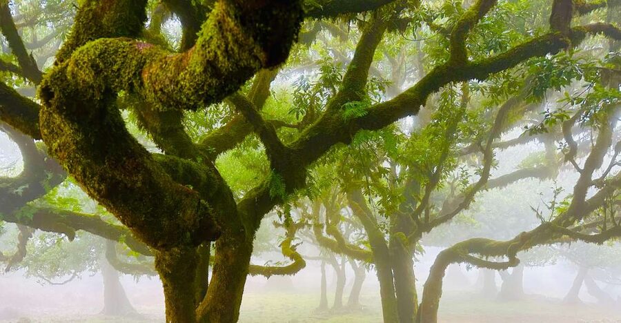 Madeira: Western Madeira Guided Trip & Fanal Mystic Forest - Key things that make this tour worth your time