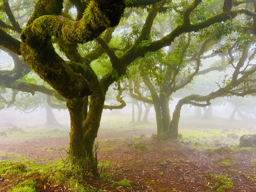 Madeira: Western Madeira Guided Trip & Fanal Mystic Forest - Guides, Comfort, and the Small Details That Affect Your Day