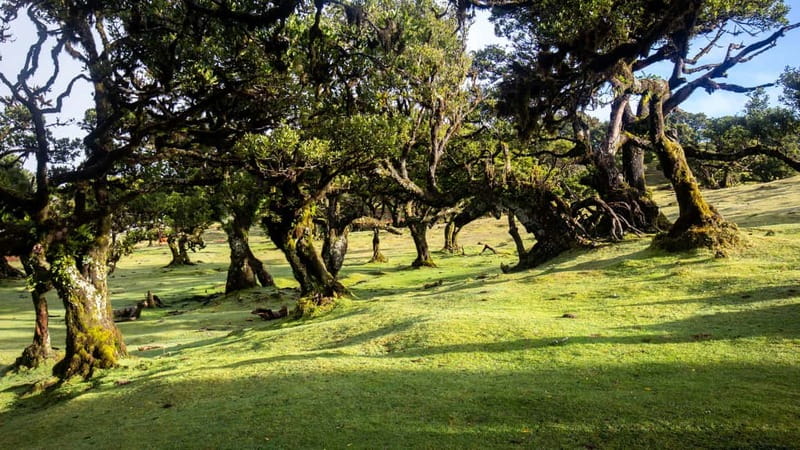 Madeira: Westside Achadas Cruz, Moniz, Seixal and Fanal - Fanal Forest: Mist, Fairytale Trees, and Wildlife Watching Without the Rush