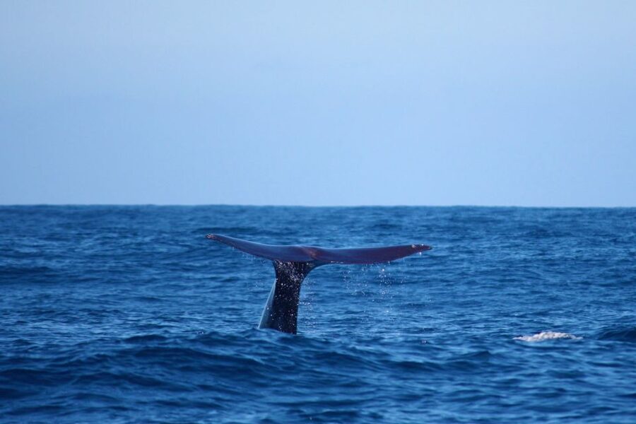 Madeira: Whale and Dolphin Watching Private Cruise - Calheta’s private yacht is the right way to watch whales and dolphins