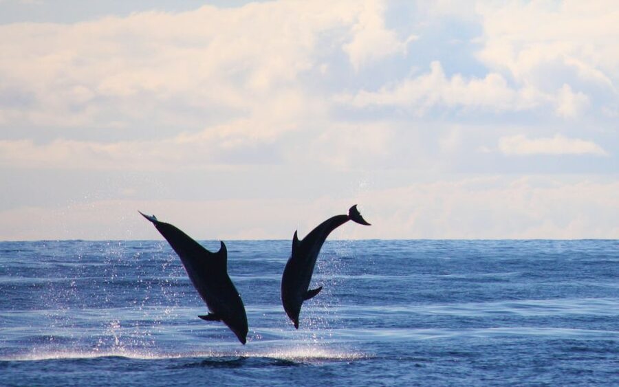 Madeira: Whale and Dolphin Watching Private Cruise - The calm, scenic cruising portion around the Madeira coastline